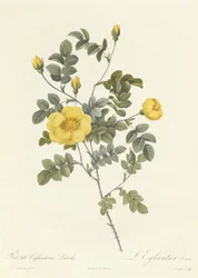 Rosa Eglanteria Luteola